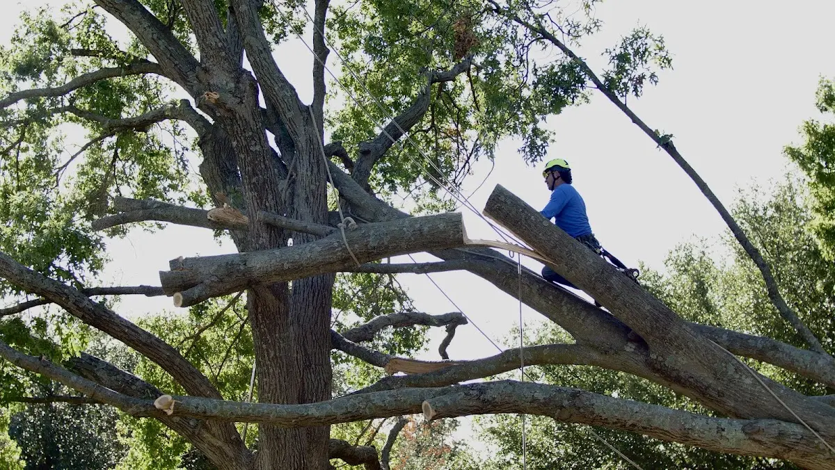 Professional Crown Thinning performed by certified arborists in Notrees