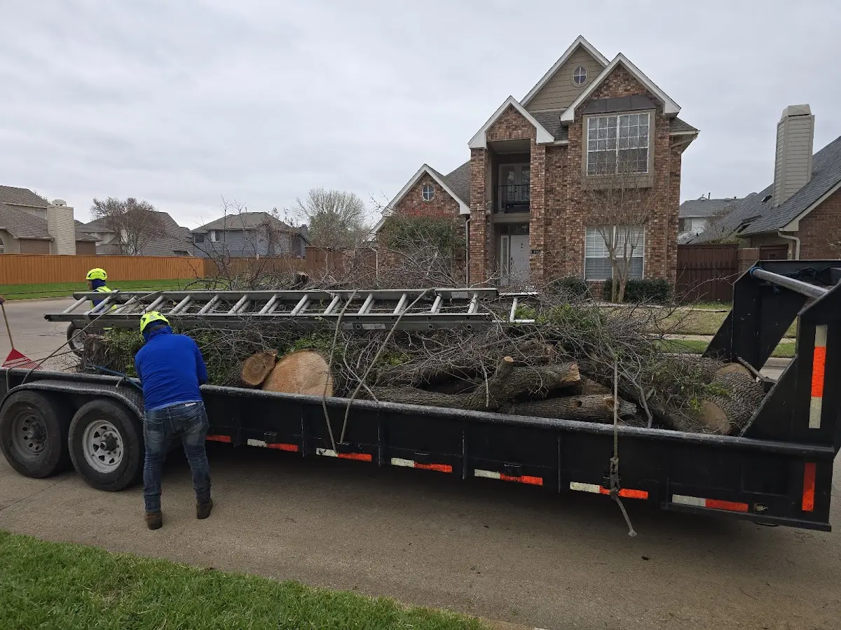 Expert Tree Removal with proper safety equipment in Notrees